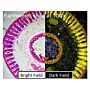 Dino-Lite Darkfield/Brightfield backlightmodule BL-CDW