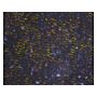 Dino-Lite Darkfield/Brightfield backlightmodule BL-CDW